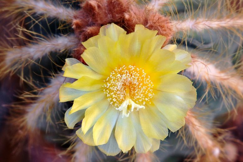 Parodia magnifica, Balloon Cactus, Green Ball Cactus, Blue Ball Cactus, Eriocactus magnificus, Notocactus magnificus, Drought Tolerant Plants, Blue Cactus