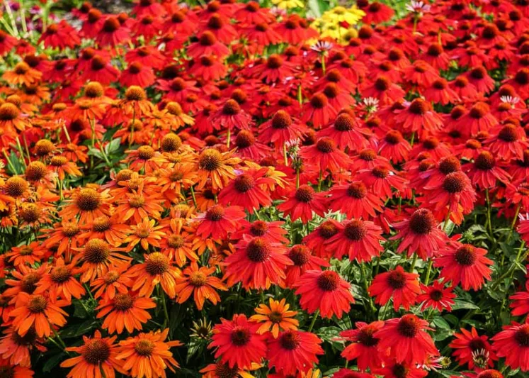 Echinacea 'Sombrero Salsa Red', Coneflower 'Sombrero Salsa Red', Echinacea 'Balsomsed', Echinacea Sombrero Series, Red coneflower, Red coneflowers, Red Echinacea, Coneflower, Coneflowers