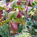 Cattleya, Cymbidium, Cypripedium, Dendrobium, Masdevallia, Miltoniopsis, Oncidium, Paphiopedilum, Phalaenopsis, Phragmipedium, Vanda, Zygopetalum