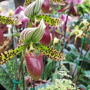 Cattleya, Cymbidium, Cypripedium, Dendrobium, Masdevallia, Miltoniopsis, Oncidium, Paphiopedilum, Phalaenopsis, Phragmipedium, Vanda, Zygopetalum