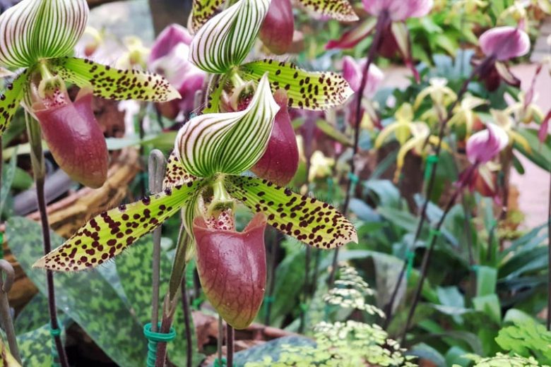 Cattleya, Cymbidium, Cypripedium, Dendrobium, Masdevallia, Miltoniopsis, Oncidium, Paphiopedilum, Phalaenopsis, Phragmipedium, Vanda, Zygopetalum