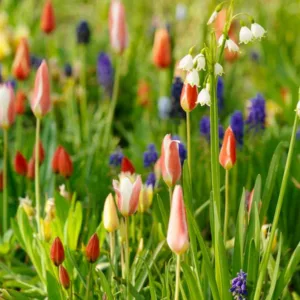 Naturilizing bulbs, Perennial spring bulbs, top performing spring bulbs, bulbs that come back, bulbs that perenialize well
