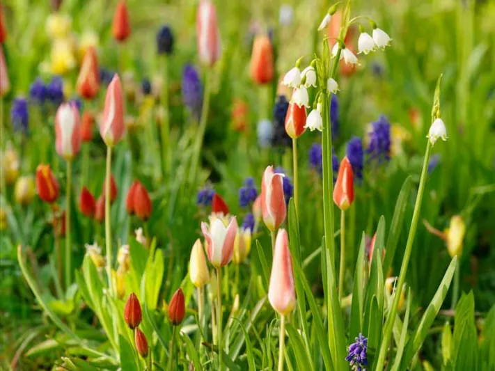 Naturilizing bulbs, Perennial spring bulbs, top performing spring bulbs, bulbs that come back, bulbs that perenialize well