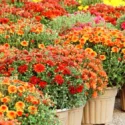 Mums, Chrysanths, Hardy Mums, Garden Mums, Perennial Mums, Decorative Chrysanthemum, Pompon Chrysanthemum, Single Chrysanthemum, Double Chrysanthemum, Anemone Chrysanthemum, Quill Chrysanthemum, Spider Chrysanthemum