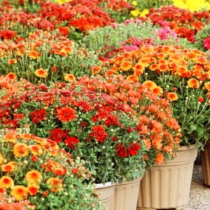 Mums, Chrysanths, Hardy Mums, Garden Mums, Perennial Mums, Decorative Chrysanthemum, Pompon Chrysanthemum, Single Chrysanthemum, Double Chrysanthemum, Anemone Chrysanthemum, Quill Chrysanthemum, Spider Chrysanthemum