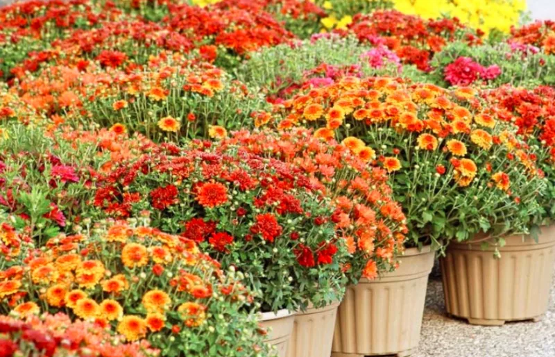 Mums, Chrysanths, Hardy Mums, Garden Mums, Perennial Mums, Decorative Chrysanthemum, Pompon Chrysanthemum, Single Chrysanthemum, Double Chrysanthemum, Anemone Chrysanthemum, Quill Chrysanthemum, Spider Chrysanthemum