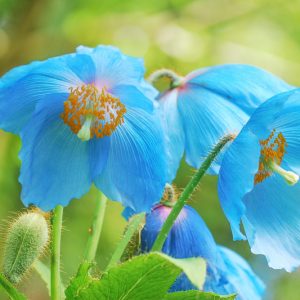 Poppies, Poppy, Oriental Poppy, Flanders Poppy, Shirley Poppy, Opium Poppy, Iceland Poppy, Himalayan Poppy, Blue Poppy, California Poppy, Plume Poppy, Matilija Poppy, Celandine Poppy, Prickly Poppy,