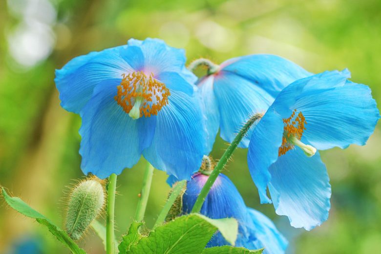 Poppies, Poppy, Oriental Poppy, Flanders Poppy, Shirley Poppy, Opium Poppy, Iceland Poppy, Himalayan Poppy, Blue Poppy, California Poppy, Plume Poppy, Matilija Poppy, Celandine Poppy, Prickly Poppy,