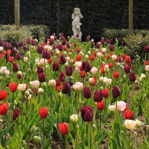 Spring Combination Ideas, Bulb Combinations, Plant Combinations, Flowerbeds Ideas, Spring Borders,Tulip 'Angelique',Tulip 'Couleur Cardinal',Tulip 'Curly Sue',Tulipa 'Angelique',Tulipa 'Couleur Cardinal',Tulipa 'Curly Sue'