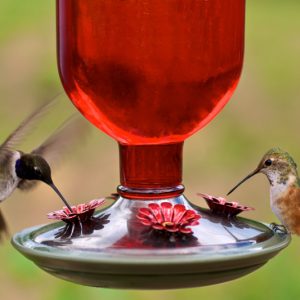 Ruby-throated Hummingbird, Anna's Hummingbird, Black-chinned Hummingbird, Rufous-tailed Hummingbird, Violet-crowned Hummingbird, Long-tailed Sylph, Sword-billed Hummingbird, Bee Hummingbird, Giant Hummingbird