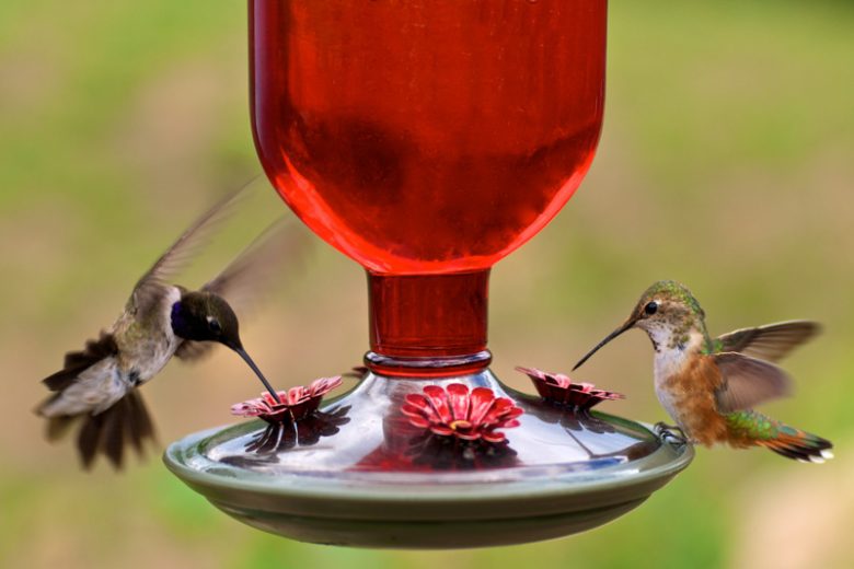 Ruby-throated Hummingbird, Anna's Hummingbird, Black-chinned Hummingbird, Rufous-tailed Hummingbird, Violet-crowned Hummingbird, Long-tailed Sylph, Sword-billed Hummingbird, Bee Hummingbird, Giant Hummingbird