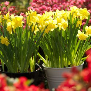 How to plant spring bulbs, how to plant daffodils, daffodil planting tips, Spring Bulbs, Garden Ideas, Gardening ideas