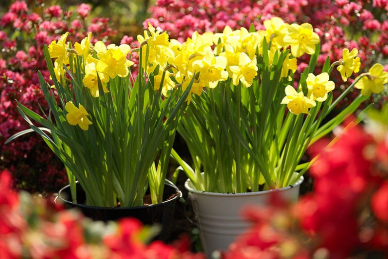 How to plant spring bulbs, how to plant daffodils, daffodil planting tips, Spring Bulbs, Garden Ideas, Gardening ideas