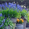 Spring bulbs, Hyacinthoides Hispanica ,Spanish Bluebell, Iris reticulata, Dwarf Iris, Muscari armeniacum, Grape Hyacinth, Scilla Siberica, Siberian Squill,Allium sphaerocephalon, Drumstick Allium,Anemone Blanda, Grecian Winfdlowers,  Chionodoxa forbesii,