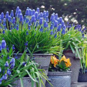 Spring bulbs, Hyacinthoides Hispanica ,Spanish Bluebell, Iris reticulata, Dwarf Iris, Muscari armeniacum, Grape Hyacinth, Scilla Siberica, Siberian Squill,Allium sphaerocephalon, Drumstick Allium,Anemone Blanda, Grecian Winfdlowers,  Chionodoxa forbesii,