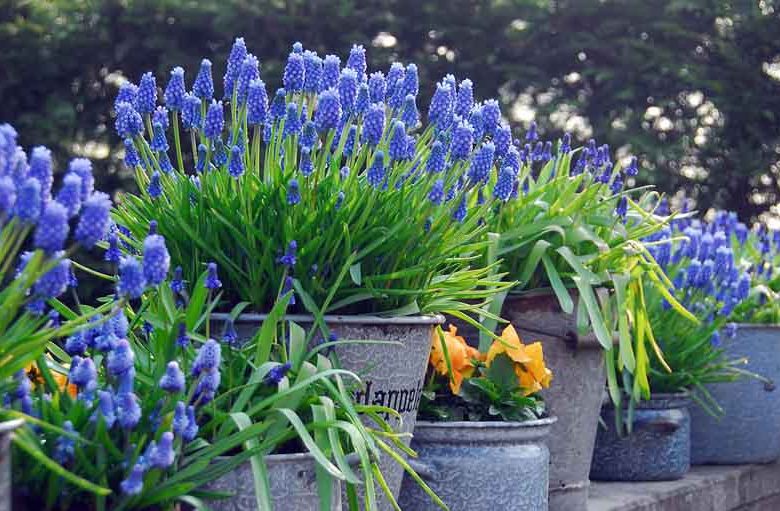 Spring bulbs, Hyacinthoides Hispanica ,Spanish Bluebell, Iris reticulata, Dwarf Iris, Muscari armeniacum, Grape Hyacinth, Scilla Siberica, Siberian Squill,Allium sphaerocephalon, Drumstick Allium,Anemone Blanda, Grecian Winfdlowers,  Chionodoxa forbesii,