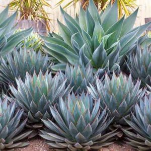 Garden ideas, Mediterranean plants, Water wise garden, Low maintenance garden, Agave Blue Flame, Blue Flame Agave, Agave Blue Glow, Blue Glow Agave, Blue agaves