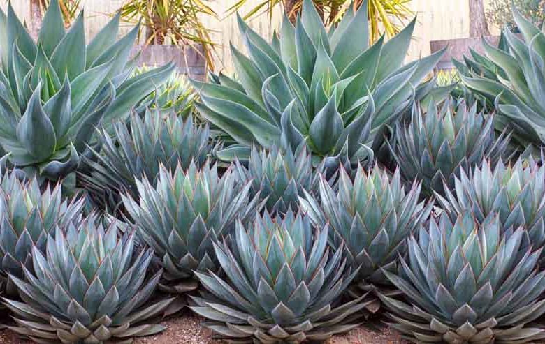 Garden ideas, Mediterranean plants, Water wise garden, Low maintenance garden, Agave Blue Flame, Blue Flame Agave, Agave Blue Glow, Blue Glow Agave, Blue agaves