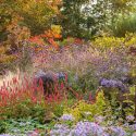 Garden Ideas, Border ideas, Perennial Planting, Perennial combination, Summer Borders, Fall Borders, Aster frikartii Monch, Verbena Bonariensis, Helianthus Lemon Queen, Stipa tenuissima, Rhus Typhina