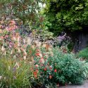 Garden Ideas, Border ideas, Perennial Planting, Perennial combination, Summer Borders, Fall Borders, Verbena Bonariensis, Dahlia coccinea, Malus Evereste, Miscanthus nepalensis