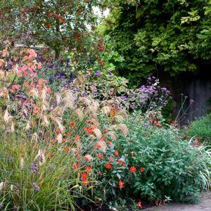 Garden Ideas, Border ideas, Perennial Planting, Perennial combination, Summer Borders, Fall Borders, Verbena Bonariensis, Dahlia coccinea, Malus Evereste, Miscanthus nepalensis