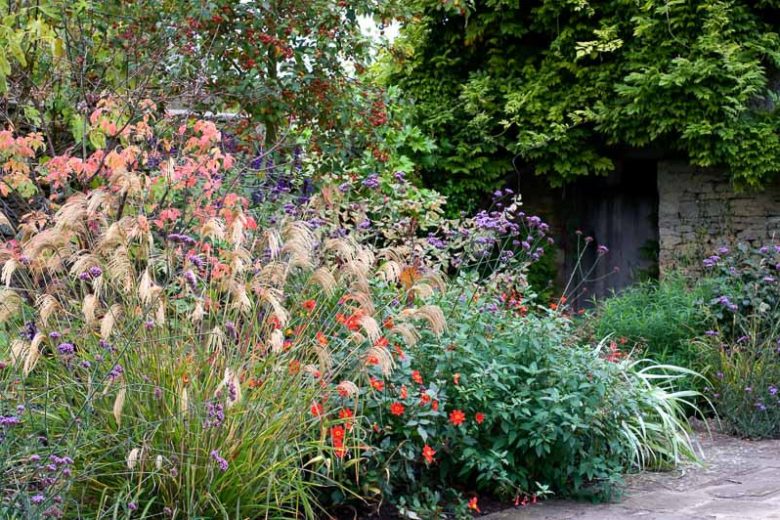 Garden Ideas, Border ideas, Perennial Planting, Perennial combination, Summer Borders, Fall Borders, Verbena Bonariensis, Dahlia coccinea, Malus Evereste, Miscanthus nepalensis