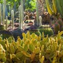 Garden ideas, Mediterranean garden, Desert garden, Water wise garden, Low maintenance garden, Cephalocereus senilis, Old Man Cactus, echinocactus grusonii, Barrel Cactus, euphorbia canariensis, ferrocactus pilosus, opuntia microdasys