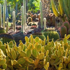 Garden ideas, Mediterranean garden, Desert garden, Water wise garden, Low maintenance garden, Cephalocereus senilis, Old Man Cactus, echinocactus grusonii, Barrel Cactus, euphorbia canariensis, ferrocactus pilosus, opuntia microdasys