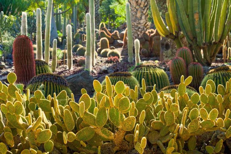 Garden ideas, Mediterranean garden, Desert garden, Water wise garden, Low maintenance garden, Cephalocereus senilis, Old Man Cactus, echinocactus grusonii, Barrel Cactus, euphorbia canariensis, ferrocactus pilosus, opuntia microdasys