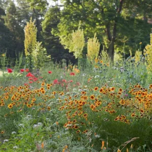 Plant Combinations, Prairie Planting Ideas, Summer Borders, Spring Borders, corn poppy, papaver rhoeas, Verbascum, Mullein, Coreopsis, Tickseed,