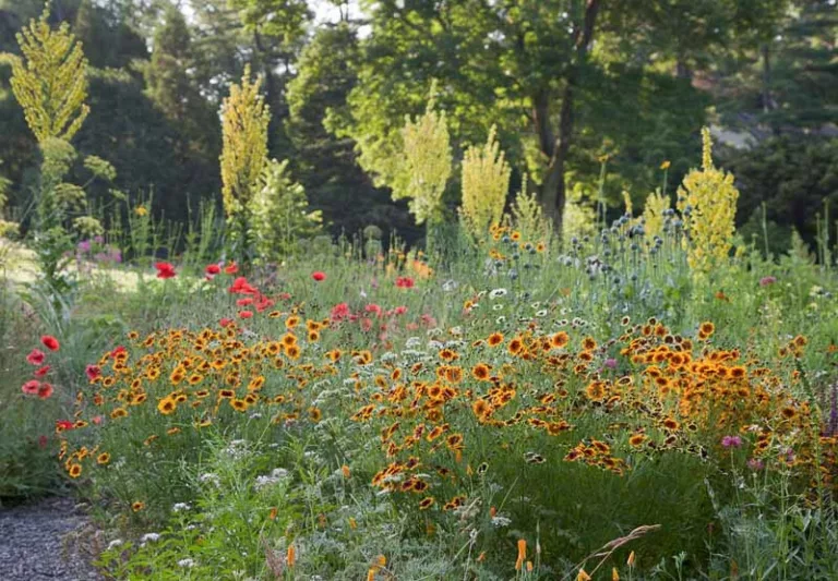 Plant Combinations, Prairie Planting Ideas, Summer Borders, Spring Borders, corn poppy, papaver rhoeas, Verbascum, Mullein, Coreopsis, Tickseed,