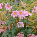 Perennial Combinations, Plant Combinations, Flowerbeds Ideas, Summer Borders, Fall Borders, Anemone hupehensis, Japanese Anemones, Anemone hupehensis var. japonica, Anemone Serenade, Sedum Matrona, Stipa calamagrostis