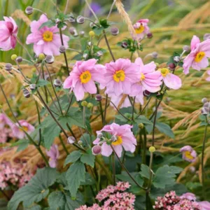 Perennial Combinations, Plant Combinations, Flowerbeds Ideas, Summer Borders, Fall Borders, Anemone hupehensis, Japanese Anemones, Anemone hupehensis var. japonica, Anemone Serenade, Sedum Matrona, Stipa calamagrostis