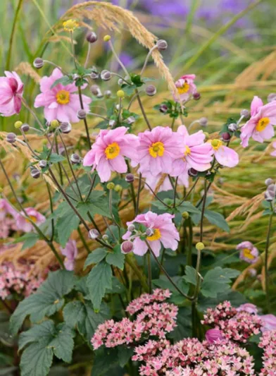 Perennial Combinations, Plant Combinations, Flowerbeds Ideas, Summer Borders, Fall Borders, Anemone hupehensis, Japanese Anemones, Anemone hupehensis var. japonica, Anemone Serenade, Sedum Matrona, Stipa calamagrostis