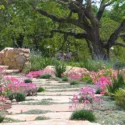 Garden Ideas, Landscaping Ideas, Drought Tolerant plants, Full sun plants, Mediterranean path, Mediterranean garden, Low water garden, Lavender, lavandula, Lavender, Sea thrift, armeria maritima, Fortnight Lily, Dietes, Silver carpet, Dymondia