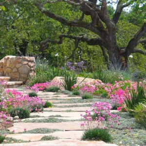 Garden Ideas, Landscaping Ideas, Drought Tolerant plants, Full sun plants, Mediterranean path, Mediterranean garden, Low water garden, Lavender, lavandula, Lavender, Sea thrift, armeria maritima, Fortnight Lily, Dietes, Silver carpet, Dymondia