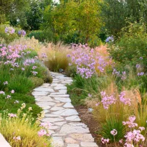 Garden Ideas, Landscaping Ideas, Drought Tolerant plants, Full sun plants, Mediterranean path, Mediterranean garden, Low water garden, Stipa tenuissima, Tubalghia violence, Society Garlic