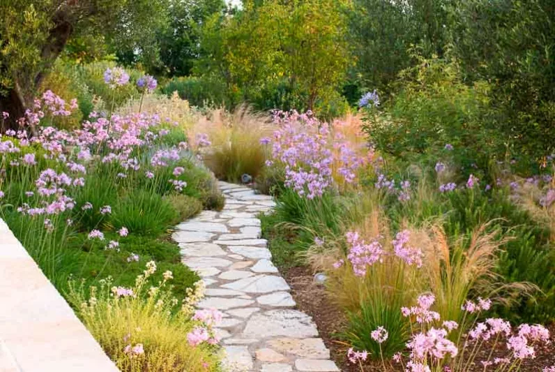 Garden Ideas, Landscaping Ideas, Drought Tolerant plants, Full sun plants, Mediterranean path, Mediterranean garden, Low water garden, Stipa tenuissima, Tubalghia violence, Society Garlic
