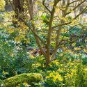 Garden ideas, Border ideas, Plant Combinations, Bulb Combinations, Flowerbeds Ideas, Winter borders, Spring Borders, Galanthus Elwesii, Snowdrops, Winter Aconities, Eranthis hyemalis, Helleborus orientalis, Lenten Roses, Hamamelis, Witch Hazel