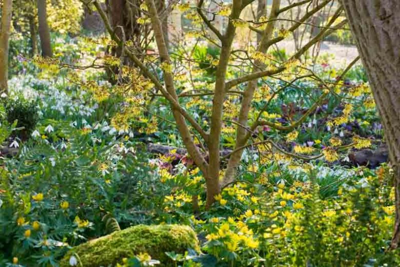 Garden ideas, Border ideas, Plant Combinations, Bulb Combinations, Flowerbeds Ideas, Winter borders, Spring Borders, Galanthus Elwesii, Snowdrops, Winter Aconities, Eranthis hyemalis, Helleborus orientalis, Lenten Roses, Hamamelis, Witch Hazel