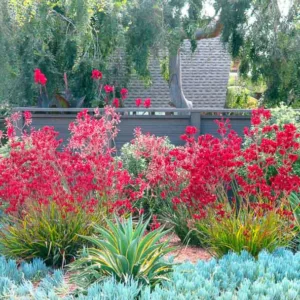 Garden ideas, landscape ideas, Drought Tolerant, Full Sun, Part sun, Mediterranean plants, Water wise garden, Low maintenance garden, Debora Carl Landscape Design,Kangaroo Paws, Senecio, agave demestiana Variegata