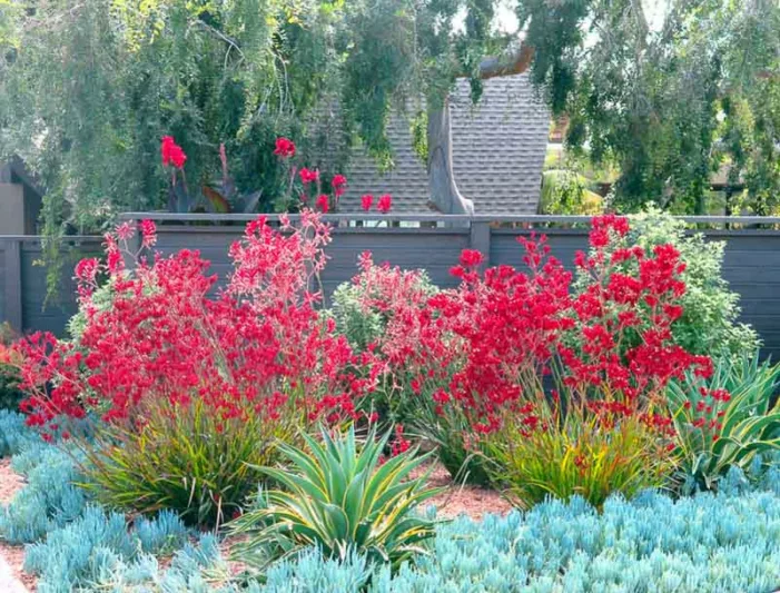 Garden ideas, landscape ideas, Drought Tolerant, Full Sun, Part sun, Mediterranean plants, Water wise garden, Low maintenance garden, Debora Carl Landscape Design,Kangaroo Paws, Senecio, agave demestiana Variegata