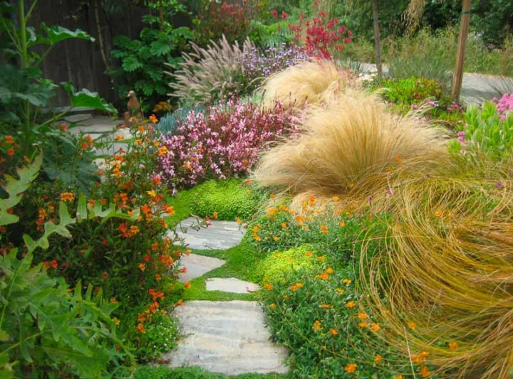Garden ideas, Mediterranean plants, Water wise garden, Low maintenance garden, Gardens by Gabriel,ornamental grasses, gaura, stipa tenuissima, pennisetum setaceum, helianthemum, carex testacea, verbena lilacina, anigozanthus