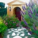 Garden Ideas, Landscaping ideas, pathway, front yard, walkway, Mediterranean Path, Pedersen Associates, Stepping stones, Echium, Rosemary, Cistus, Rock Roses, Silver carpet, Dymondia, Echium candicans