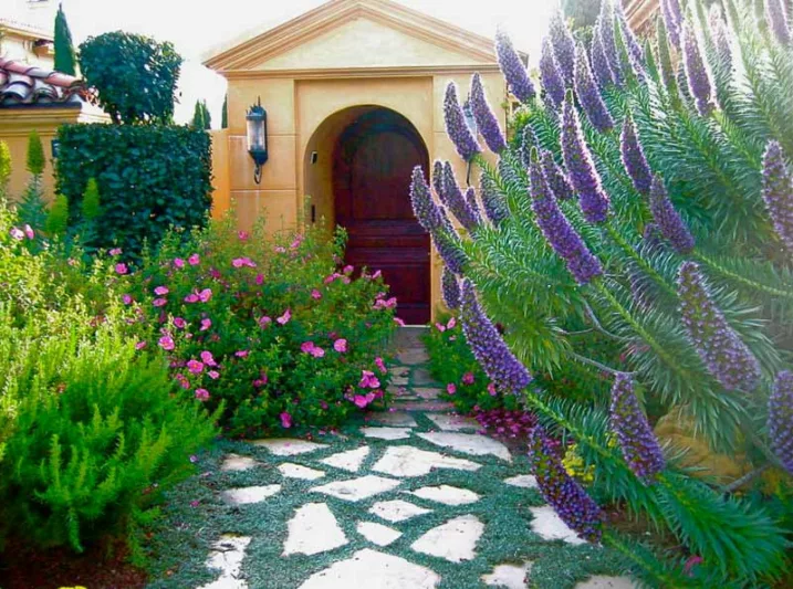Garden Ideas, Landscaping ideas, pathway, front yard, walkway, Mediterranean Path, Pedersen Associates, Stepping stones, Echium, Rosemary, Cistus, Rock Roses, Silver carpet, Dymondia, Echium candicans