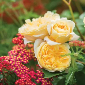 Perennial Combinations, Rose Combinations, Summer Borders, Planting Roses, Rose Gardening, Designing with Roses, English Roses, Rose Teasing Georgia, Rosa Teasing Georgia, Yellow English Roses, Achillea Paprika, Yarrow Paprika