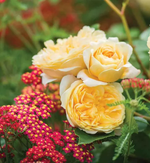 Perennial Combinations, Rose Combinations, Summer Borders, Planting Roses, Rose Gardening, Designing with Roses, English Roses, Rose Teasing Georgia, Rosa Teasing Georgia, Yellow English Roses, Achillea Paprika, Yarrow Paprika