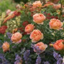 Perennial Combinations, Rose Combinations, Summer Borders, Planting Roses, Rose Gardening, Designing with Roses, English Roses, Rose Lady of Shalott, Nepeta Six Hills Giant, Rosa Lady of Shalott, Apricot English Roses, Achillea Paprika, Yarrow Paprika