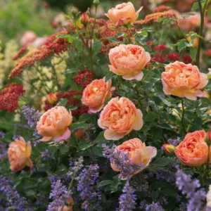 Perennial Combinations, Rose Combinations, Summer Borders, Planting Roses, Rose Gardening, Designing with Roses, English Roses, Rose Lady of Shalott, Nepeta Six Hills Giant, Rosa Lady of Shalott, Apricot English Roses, Achillea Paprika, Yarrow Paprika
