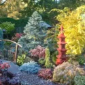 Garden ideas, Border ideas, Plant Combinations, Spring Borders, Summer Borders, Fall borders, Winter Borders, Japanese Maples, Evergreen Shrubs, Conifers, Juniperus, Atlas Cedar